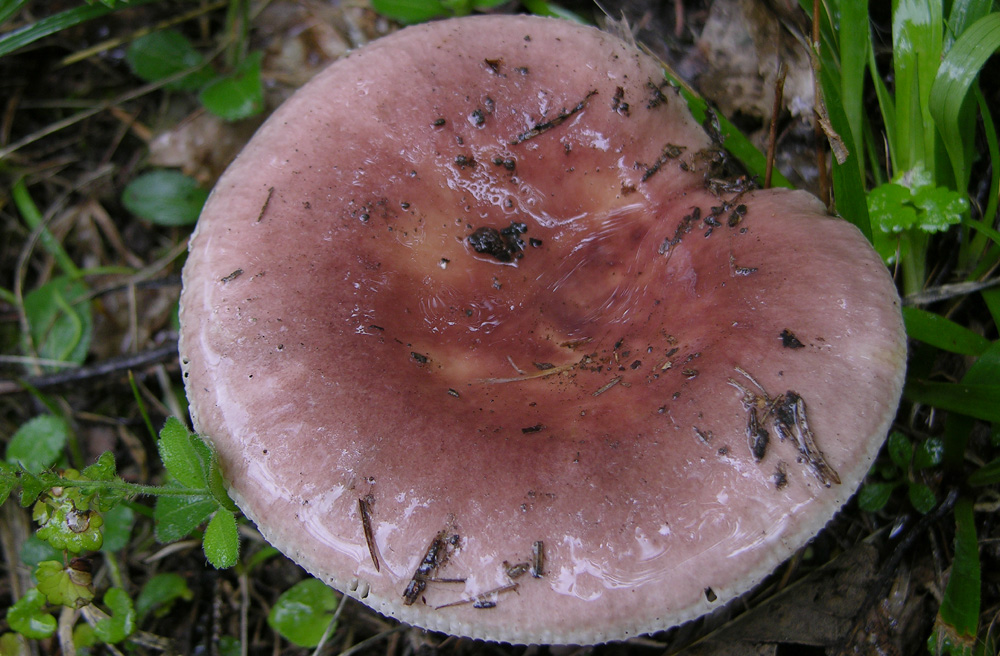 Un paracarro nel bosco......